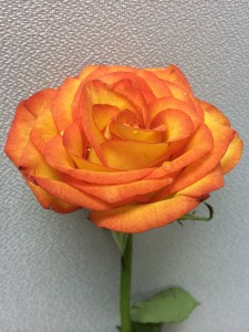 璀璨的橙玫瑰